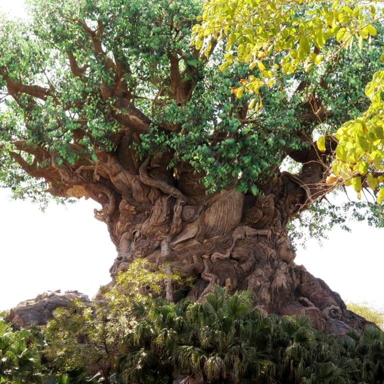 Tree in Animal Kingdom Orlando, FL